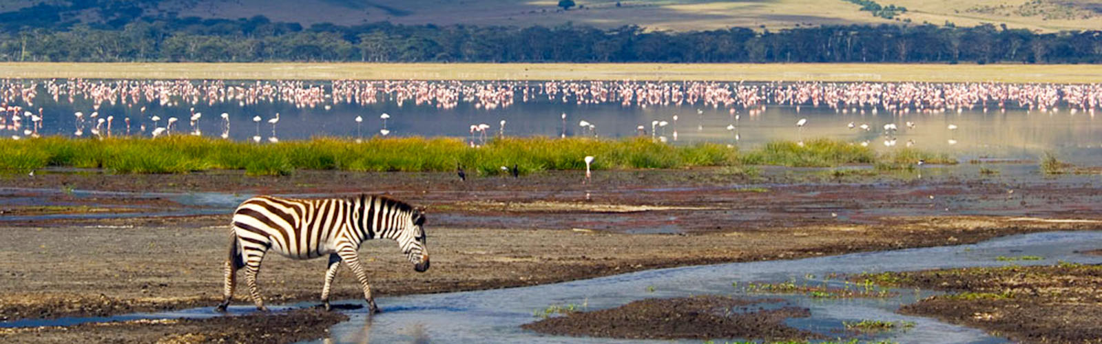 A zebra standing in a small stream of water, with hundreds of flamingos standing in a much larger pool of water behind it.